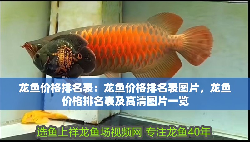龍魚價格排名表：龍魚價格排名表圖片，龍魚價格排名表及高清圖片一覽