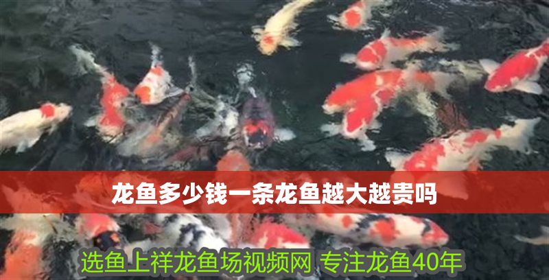 龍魚多少錢一條龍魚越大越貴嗎