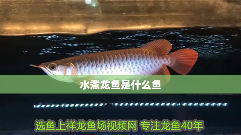 水煮龍魚是什么魚