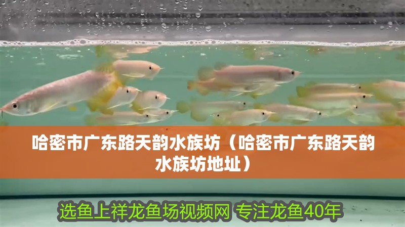 哈密市廣東路天韻水族坊（哈密市廣東路天韻水族坊地址）