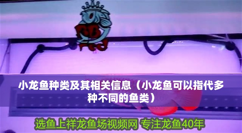 小龍魚種類及其相關信息（小龍魚可以指代多種不同的魚類）