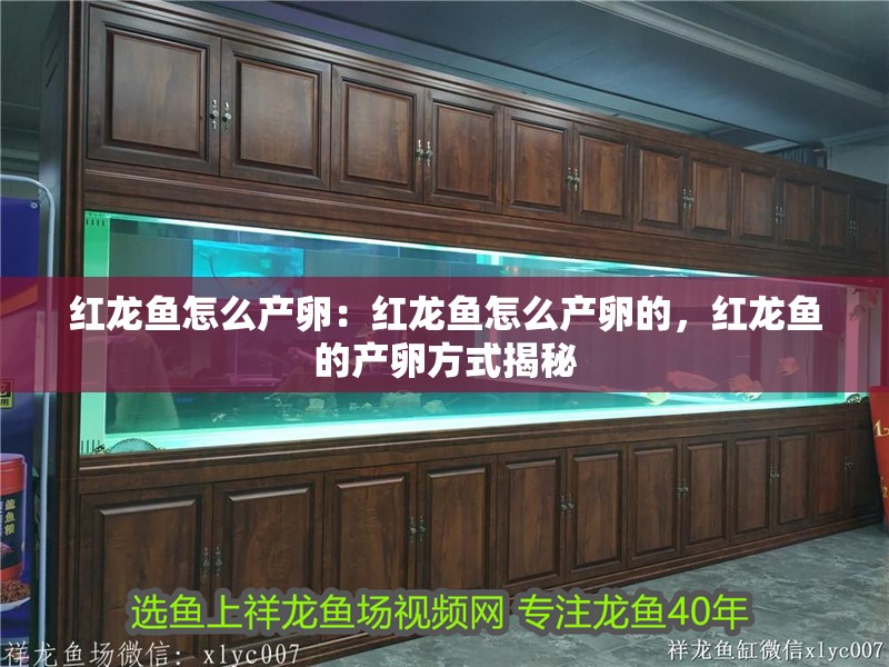 紅龍魚怎么產(chǎn)卵：紅龍魚怎么產(chǎn)卵的，紅龍魚的產(chǎn)卵方式揭秘