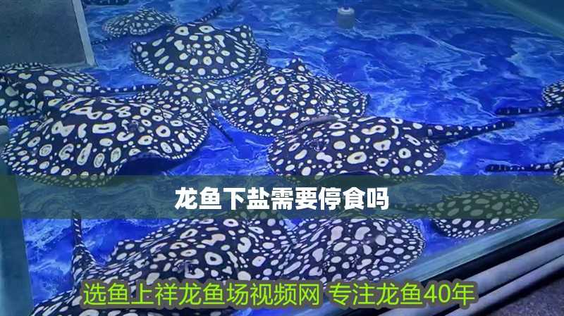龍魚下鹽需要停食嗎