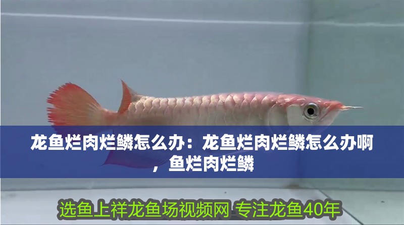 龍魚爛肉爛鱗怎么辦：龍魚爛肉爛鱗怎么辦啊，魚爛肉爛鱗
