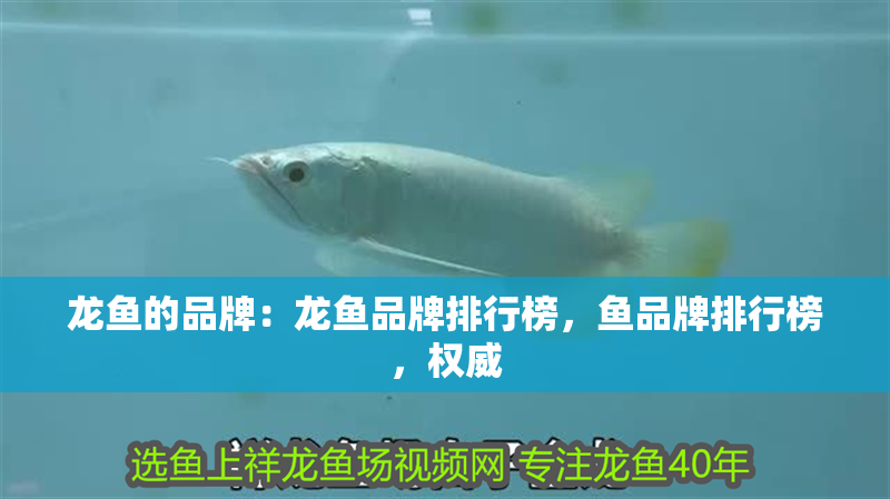 龍魚的品牌：龍魚品牌排行榜，魚品牌排行榜，權威