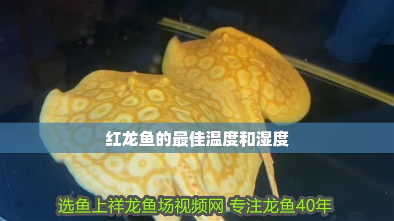 紅龍魚的最佳溫度和濕度