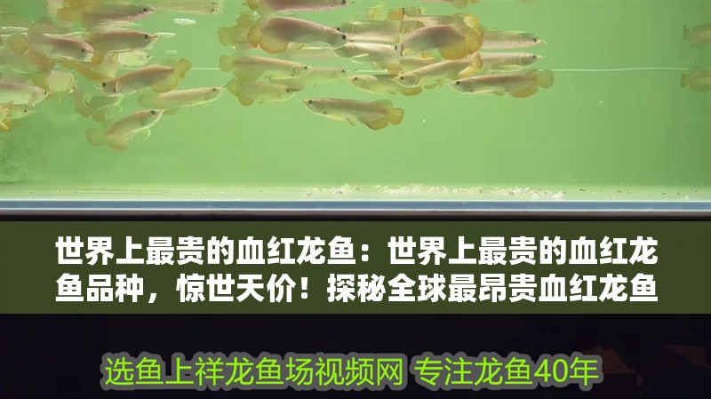 世界上最貴的血紅龍魚：世界上最貴的血紅龍魚品種，驚世天價！探秘全球最昂貴血紅龍魚