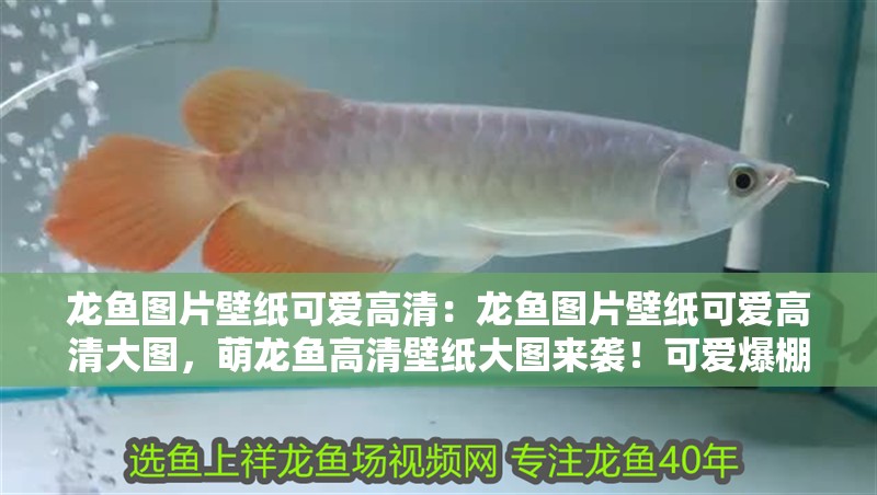 龍魚圖片壁紙可愛高清：龍魚圖片壁紙可愛高清大圖，萌龍魚高清壁紙大圖來襲！可愛爆棚的手機電腦背景首選