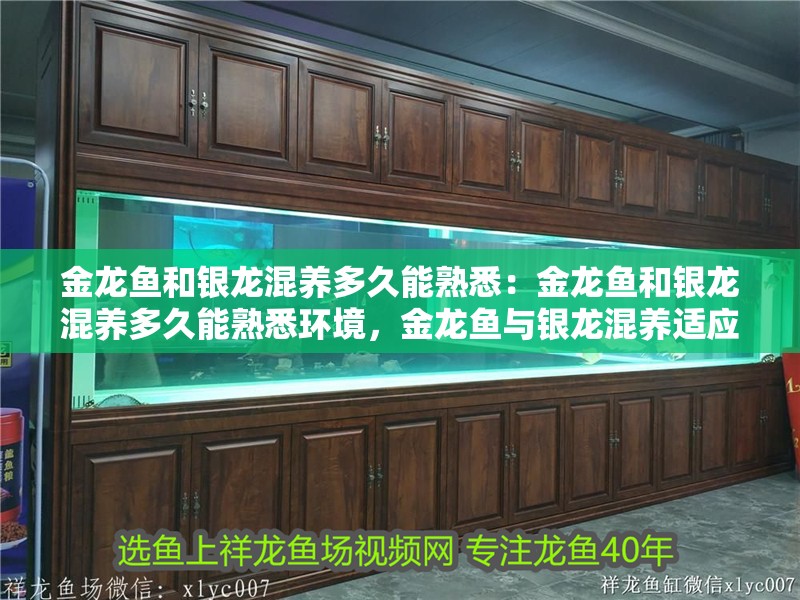 金龍魚和銀龍混養(yǎng)多久能熟悉：金龍魚和銀龍混養(yǎng)多久能熟悉環(huán)境，金龍魚與銀龍混養(yǎng)適應(yīng)環(huán)境所需時(shí)長解析