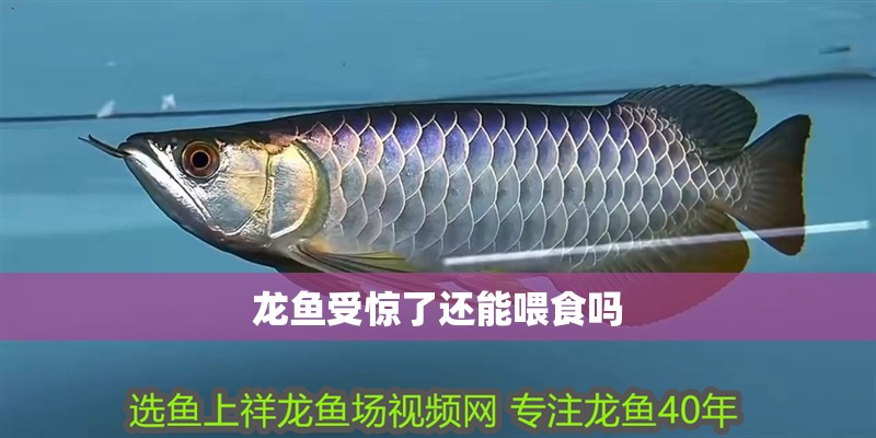 龍魚受驚了還能喂食嗎