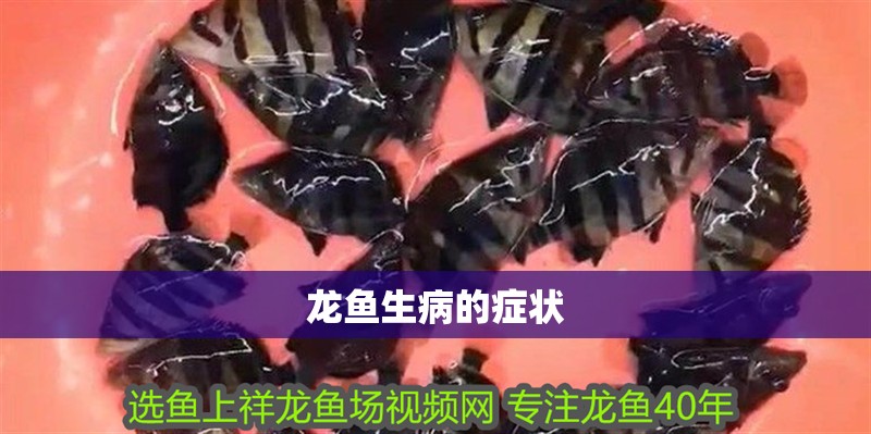 龍魚生病的癥狀