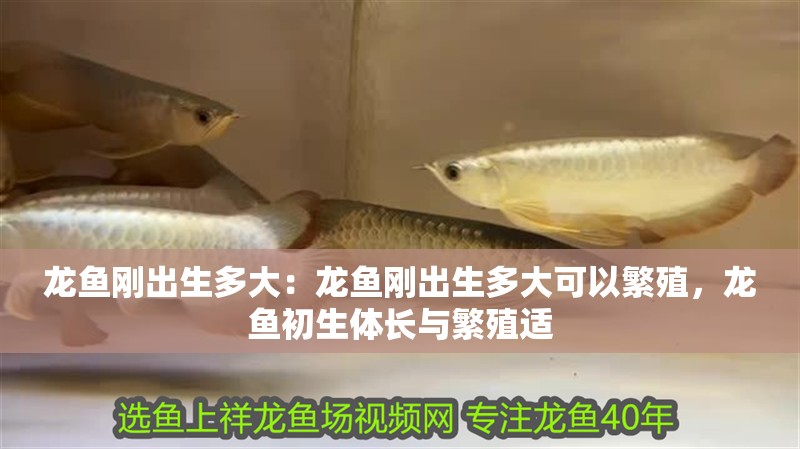 龍魚剛出生多大:龍魚剛出生多大可以繁殖,龍魚初生體長與繁殖適 水族問答 龍魚剛出生多大:龍魚剛出生多大可以繁殖,龍魚初生體長與繁殖適 龍魚剛出生多大:龍魚剛出生多大可以繁殖,龍魚初生體長與繁殖適 水族問答