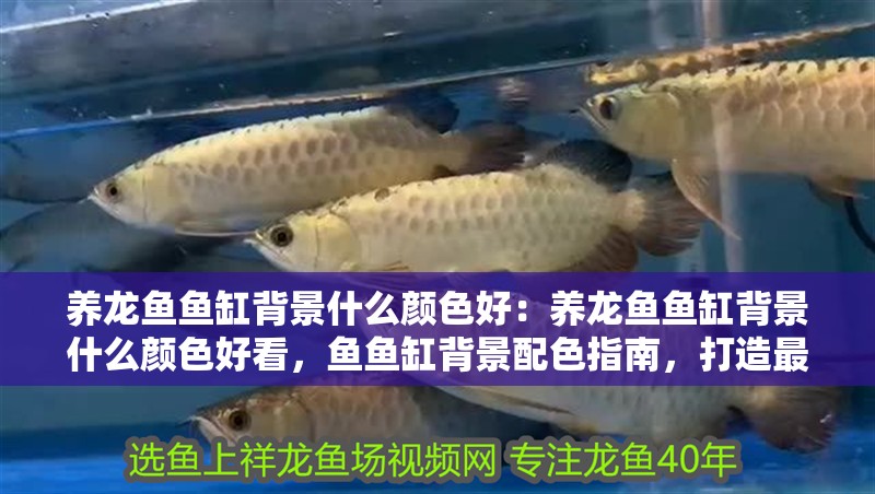 養龍魚魚缸背景什么顏色好：養龍魚魚缸背景什么顏色好看，魚魚缸背景配色指南，打造最佳觀賞