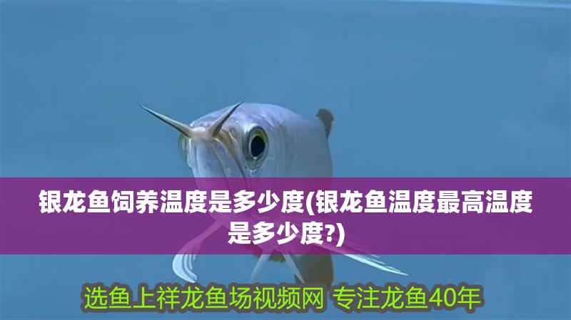 銀龍魚飼養溫度是多少度(銀龍魚溫度最高溫度是多少度?) 銀龍魚飼養溫度是多少度(銀龍魚溫度最高溫度是多少度?) 銀龍魚百科 第1張