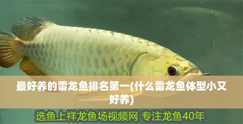 最好養(yǎng)的雷龍魚排名第一(什么雷龍魚體型小又好養(yǎng))