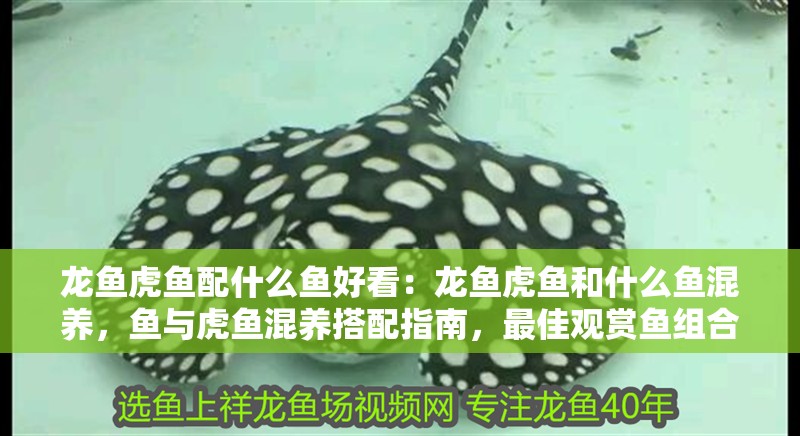 龍魚虎魚配什么魚好看：龍魚虎魚和什么魚混養(yǎng)，魚與虎魚混養(yǎng)搭配指南，最佳觀賞魚組合推薦