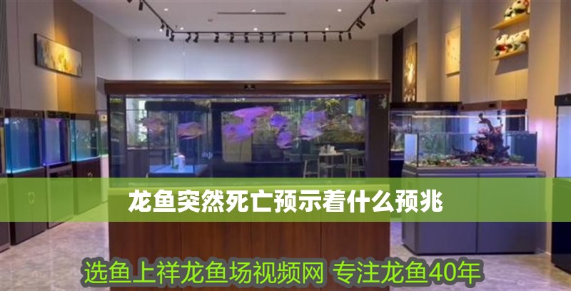 龍魚(yú)突然死亡預(yù)示著什么預(yù)兆