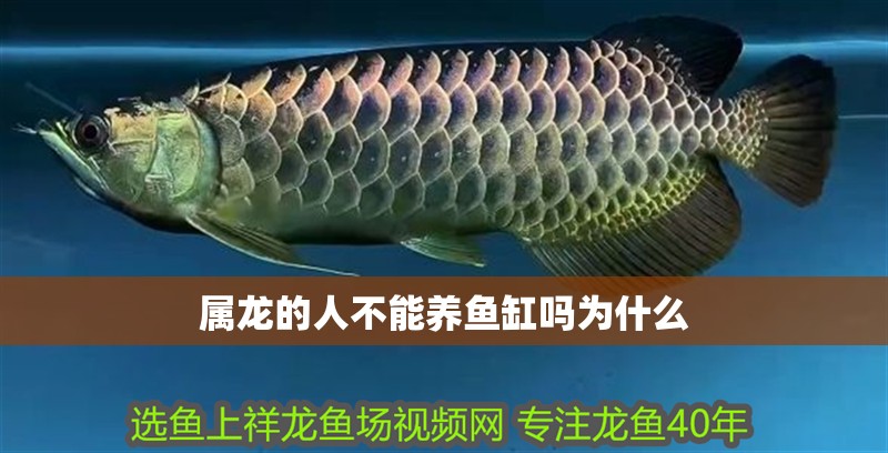 屬龍的人不能養魚缸嗎為什么