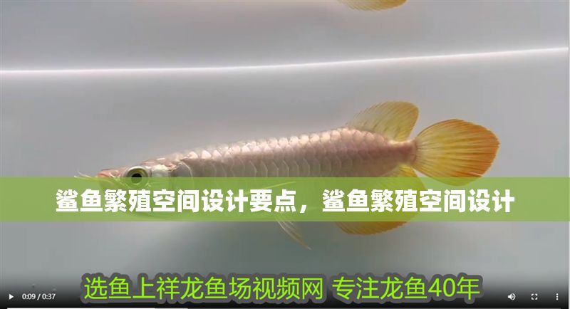 鯊魚繁殖空間設計要點，鯊魚繁殖空間設計