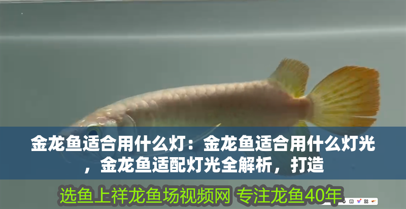 金龍魚適合用什么燈：金龍魚適合用什么燈光，金龍魚適配燈光全解析，打造