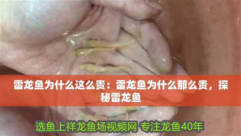 雷龍魚為什么這么貴：雷龍魚為什么那么貴，探秘雷龍魚