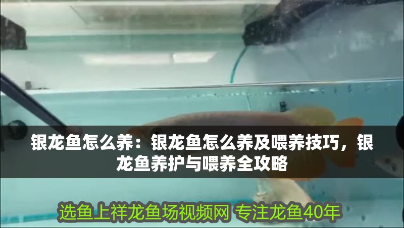 銀龍魚怎么養：銀龍魚怎么養及喂養技巧，銀龍魚養護與喂養全攻略
