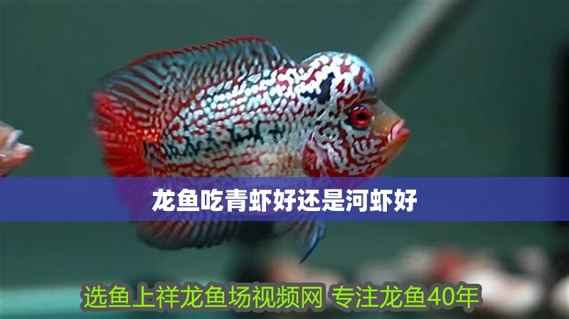 龍魚吃青蝦好還是河蝦好