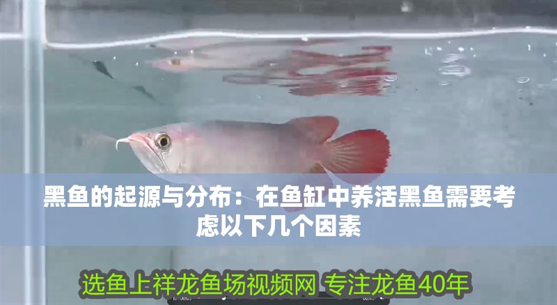 黑魚的起源與分布：在魚缸中養活黑魚需要考慮以下幾個因素