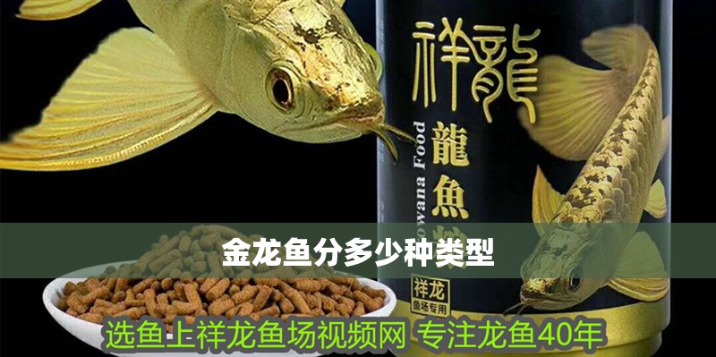 金龍魚分多少種類型