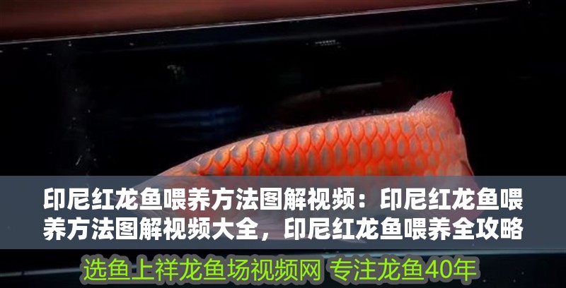 印尼紅龍魚喂養方法圖解視頻：印尼紅龍魚喂養方法圖解視頻大全，印尼紅龍魚喂養全攻略，圖解視頻教程合集