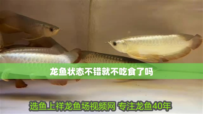 龍魚狀態(tài)不錯就不吃食了嗎