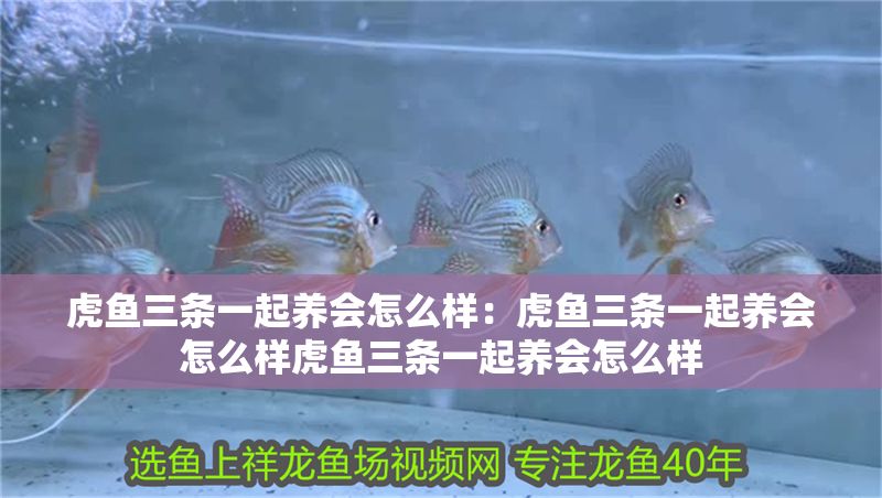 虎魚三條一起養會怎么樣：虎魚三條一起養會怎么樣虎魚三條一起養會怎么樣