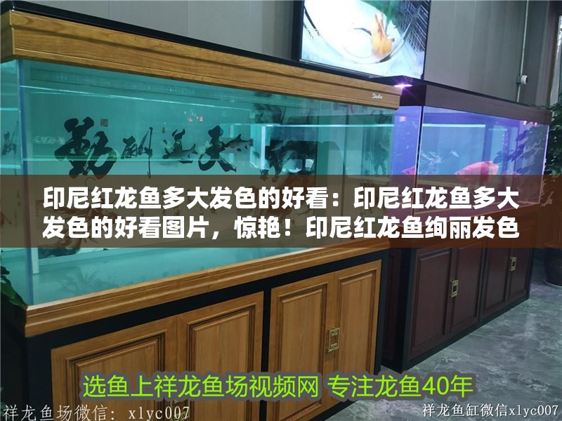 印尼紅龍魚多大發色的好看：印尼紅龍魚多大發色的好看圖片，驚艷！印尼紅龍魚絢麗發色