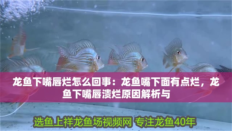 龍魚下嘴唇爛怎么回事:龍魚嘴下面有點爛,龍魚下嘴唇潰爛原因解析與 水族問答 龍魚下嘴唇爛怎么回事:龍魚嘴下面有點爛,龍魚下嘴唇潰爛原因解析與 龍魚下嘴唇爛怎么回事:龍魚嘴下面有點爛,龍魚下嘴唇潰爛原因解析與 水族問答