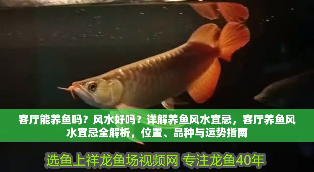 客廳能養(yǎng)魚嗎？風(fēng)水好嗎？詳解養(yǎng)魚風(fēng)水宜忌，客廳養(yǎng)魚風(fēng)水宜忌全解析，位置、品種與運(yùn)勢指南