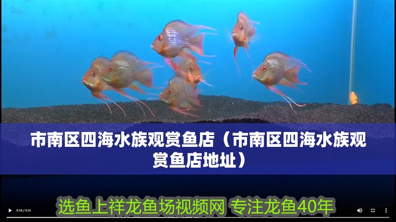 市南區(qū)四海水族觀賞魚店（市南區(qū)四海水族觀賞魚店地址）