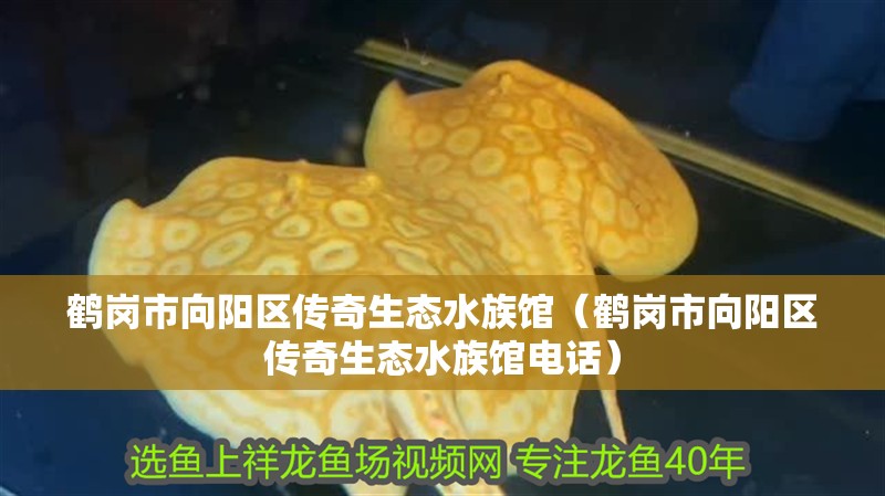 鶴崗市向陽區(qū)傳奇生態(tài)水族館（鶴崗市向陽區(qū)傳奇生態(tài)水族館電話）