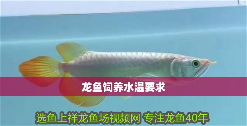 龍魚飼養水溫要求