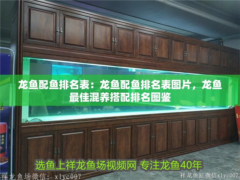 龍魚配魚排名表：龍魚配魚排名表圖片，龍魚最佳混養(yǎng)搭配排名圖鑒