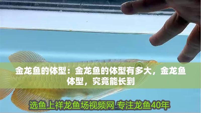 金龍魚的體型：金龍魚的體型有多大，金龍魚體型，究竟能長到