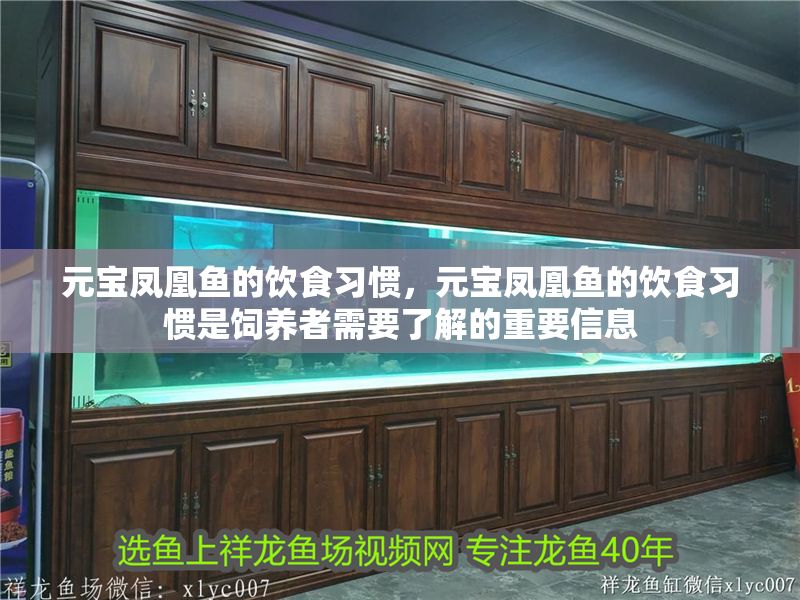 元寶鳳凰魚的飲食習慣，元寶鳳凰魚的飲食習慣是飼養者需要了解的重要信息