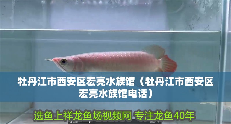 牡丹江市西安區宏亮水族館（牡丹江市西安區宏亮水族館電話）