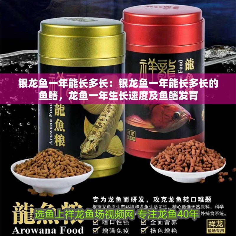 銀龍魚一年能長多長：銀龍魚一年能長多長的魚鰭，龍魚一年生長速度及魚鰭發(fā)育