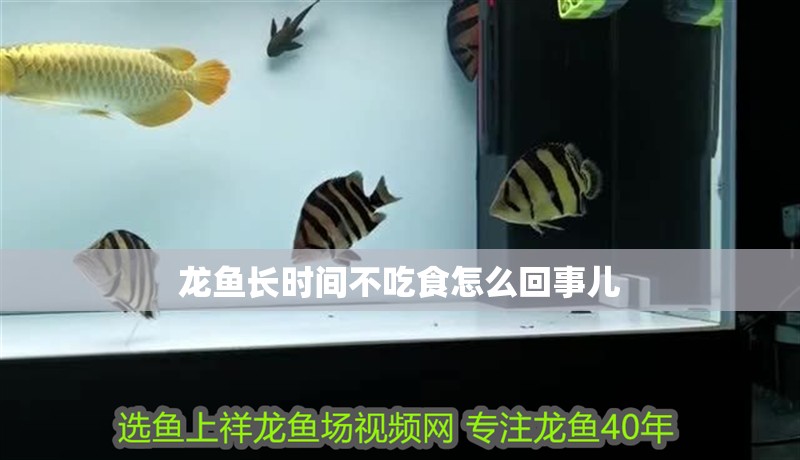 龍魚長時間不吃食怎么回事兒 龍魚長時間不吃食怎么回事兒 龍魚百科 第4張