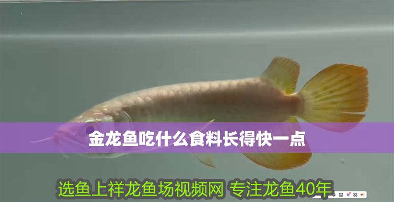 金龍魚吃什么食料長得快一點
