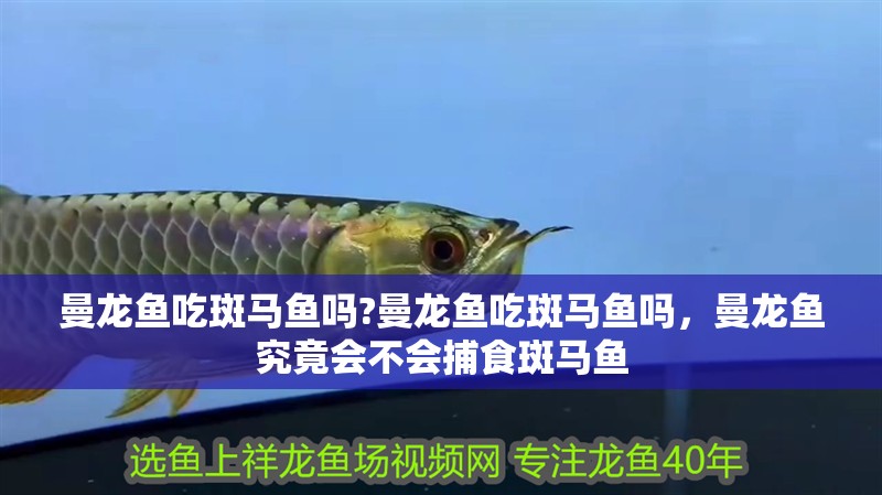 曼龍魚吃斑馬魚嗎?曼龍魚吃斑馬魚嗎，曼龍魚究竟會不會捕食斑馬魚