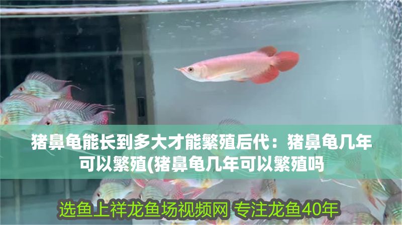 豬鼻龜能長到多大才能繁殖后代：豬鼻龜幾年可以繁殖(豬鼻龜幾年可以繁殖嗎