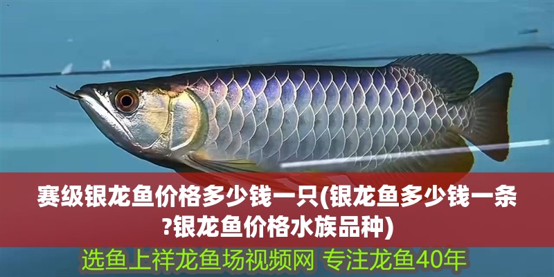 賽級銀龍魚價格多少錢一只(銀龍魚多少錢一條?銀龍魚價格水族品種)