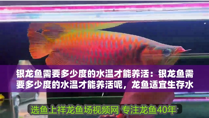 銀龍魚需要多少度的水溫才能養活：銀龍魚需要多少度的水溫才能養活呢，龍魚適宜生存水溫解析，精準掌控