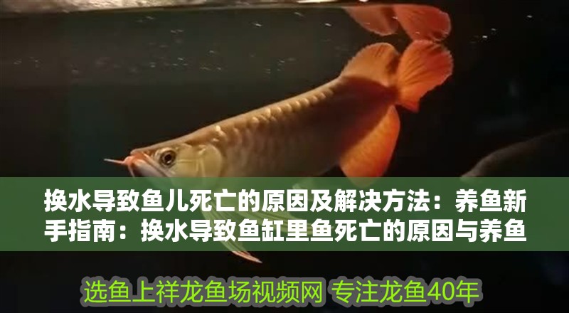 換水導致魚兒死亡的原因及解決方法：養(yǎng)魚新手指南：換水導致魚缸里魚死亡的原因與養(yǎng)魚成功的關鍵